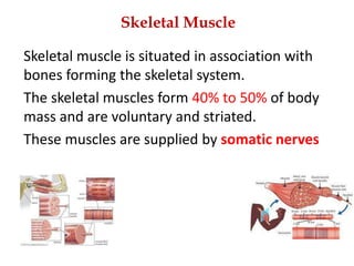 Skeletal Muscle
Skeletal muscle is situated in association with
bones forming the skeletal system.
The skeletal muscles form 40% to 50% of body
mass and are voluntary and striated.
These muscles are supplied by somatic nerves
 