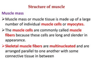 Structure of muscle
Muscle mass
Muscle mass or muscle tissue is made up of a large
number of individual muscle cells or myocytes.
The muscle cells are commonly called muscle
fibers because these cells are long and slender in
appearance.
Skeletal muscle fibers are multinucleated and are
arranged parallel to one another with some
connective tissue in between
 