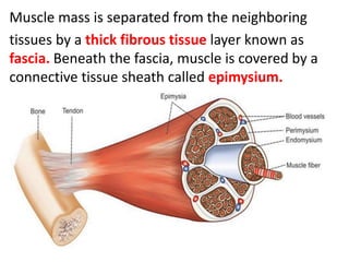 Muscle mass is separated from the neighboring
tissues by a thick fibrous tissue layer known as
fascia. Beneath the fascia, muscle is covered by a
connective tissue sheath called epimysium.
 