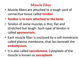 Muscle fiber
• Muscle fibers are attached to a tough cord of
connective tissue called tendon.
• Tendon is in turn attached to the bone.
• Tendon of some muscles is thin, flat and
stretched but tough. Such type of tendon is
called aponeurosis.
• Each muscle fiber is enclosed by a cell membrane
called plasma membrane, that lies beneath the
endomysium.
• It is also called sarcolemma. Cytoplasm of the
muscle is known as sarcoplasm
 