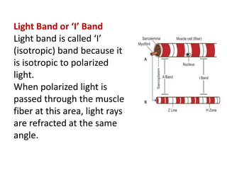 Light Band or ‘I’ Band
Light band is called ‘I’
(isotropic) band because it
is isotropic to polarized
light.
When polarized light is
passed through the muscle
fiber at this area, light rays
are refracted at the same
angle.
 