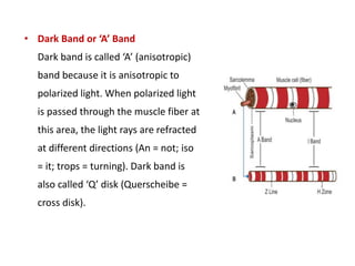• Dark Band or ‘A’ Band
Dark band is called ‘A’ (anisotropic)
band because it is anisotropic to
polarized light. When polarized light
is passed through the muscle fiber at
this area, the light rays are refracted
at different directions (An = not; iso
= it; trops = turning). Dark band is
also called ‘Q’ disk (Querscheibe =
cross disk).
 