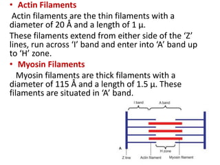 • Actin Filaments
Actin filaments are the thin filaments with a
diameter of 20 Å and a length of 1 µ.
These filaments extend from either side of the ‘Z’
lines, run across ‘I’ band and enter into ‘A’ band up
to ‘H’ zone.
• Myosin Filaments
Myosin filaments are thick filaments with a
diameter of 115 Å and a length of 1.5 µ. These
filaments are situated in ‘A’ band.
 