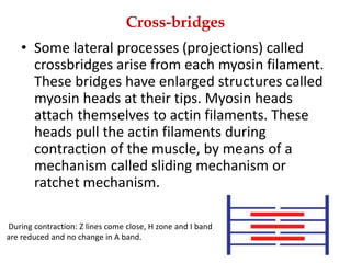 Cross-bridges
• Some lateral processes (projections) called
crossbridges arise from each myosin filament.
These bridges have enlarged structures called
myosin heads at their tips. Myosin heads
attach themselves to actin filaments. These
heads pull the actin filaments during
contraction of the muscle, by means of a
mechanism called sliding mechanism or
ratchet mechanism.
During contraction: Z lines come close, H zone and I band
are reduced and no change in A band.
 