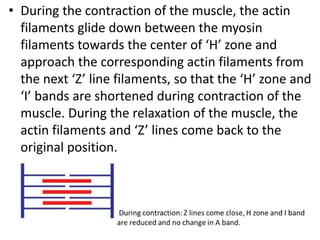• During the contraction of the muscle, the actin
filaments glide down between the myosin
filaments towards the center of ‘H’ zone and
approach the corresponding actin filaments from
the next ‘Z’ line filaments, so that the ‘H’ zone and
‘I’ bands are shortened during contraction of the
muscle. During the relaxation of the muscle, the
actin filaments and ‘Z’ lines come back to the
original position.
 