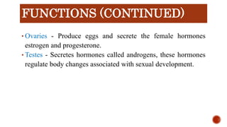 • Ovaries - Produce eggs and secrete the female hormones
estrogen and progesterone.
• Testes - Secretes hormones called an...