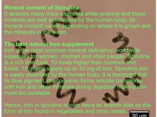 Mineral content of Spirulina
It absorbs many trace elements while growing and these
minerals are well assimilated by the human body. Its
mineral content varies depending on where it is grown and
the minerals in the water.
The best natural Iron supplement
Iron is the most common mineral deficiency worldwide
especially for women, children and older people. Spirulina
is a rich iron food, 10 times higher than common iron
foods. 10 grams supply up to 10 mg of iron. Spirulina iron
is easily absorbed by the human body. It is theorized that
its blue pigment, phycocyanin forms soluble complexes
with iron and other minerals during digestion making iron
more bio available.
Hence, iron in spirulina is over twice as absorb able as the
form of iron found in vegetables and most meats.
 