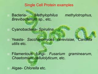 Single Cell Protein examples
 Bacteria- Methylophilus methylotrophus,
Brevibacterium sp., etc.
 Cyanobacteria- Spirulina.
 Yeasts- Saccharomyces cerevisiae, Candida
utilis etc.
 Filamentous fungi- Fusarium graminearum,
Chaetomium cellulolyticum, etc.
 Algae- Chlorella etc.
 