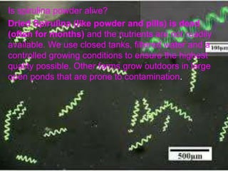 Is spirulina powder alive?
Dried Spirulina (like powder and pills) is dead
(often for months) and the nutrients are not readily
available. We use closed tanks, filtered water and a
controlled growing conditions to ensure the highest
quality possible. Other farms grow outdoors in large
open ponds that are prone to contamination.
 