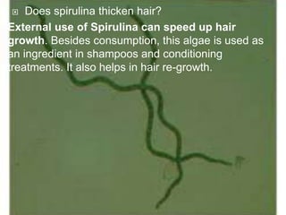  Does spirulina thicken hair?
External use of Spirulina can speed up hair
growth. Besides consumption, this algae is used as
an ingredient in shampoos and conditioning
treatments. It also helps in hair re-growth.
 