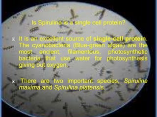 Is Spirulina is a single cell protein?
 It is an excellent source of single-cell protein.
The cyanobacteria (Blue-green algae) are the
most ancient, filamentous, photosynthetic
bacteria that use water for photosynthesis
giving out oxygen.
 There are two important species, Spirulina
maxima and Spirulina platensis.
 