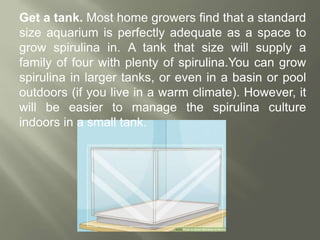 Get a tank. Most home growers find that a standard
size aquarium is perfectly adequate as a space to
grow spirulina in. A tank that size will supply a
family of four with plenty of spirulina.You can grow
spirulina in larger tanks, or even in a basin or pool
outdoors (if you live in a warm climate). However, it
will be easier to manage the spirulina culture
indoors in a small tank.
 