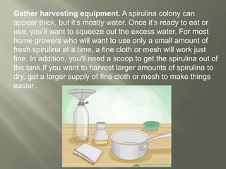 Gather harvesting equipment. A spirulina colony can
appear thick, but it’s mostly water. Once it’s ready to eat or
use, you’ll want to squeeze out the excess water. For most
home growers who will want to use only a small amount of
fresh spirulina at a time, a fine cloth or mesh will work just
fine. In addition, you'll need a scoop to get the spirulina out of
the tank.If you want to harvest larger amounts of spirulina to
dry, get a larger supply of fine cloth or mesh to make things
easier.
 