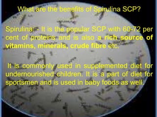 What are the benefits of Spirulina SCP?
Spirulina: - It is the popular SCP with 60-72 per
cent of proteins and is also a rich source of
vitamins, minerals, crude fibre etc.
It is commonly used in supplemented diet for
undernourished children. It is a part of diet for
sportsmen and is used in baby foods as well.
 