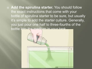  Add the spirulina starter. You should follow
the exact instructions that come with your
bottle of spirulina starter to be sure, but usually
it’s simple to add the starter culture. Generally,
you just pour one half to three-fourths of the
bottle into the medium in your tank.
 