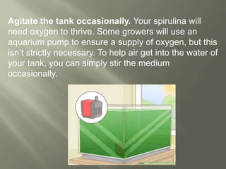 Agitate the tank occasionally. Your spirulina will
need oxygen to thrive. Some growers will use an
aquarium pump to ensure a supply of oxygen, but this
isn’t strictly necessary. To help air get into the water of
your tank, you can simply stir the medium
occasionally.
 