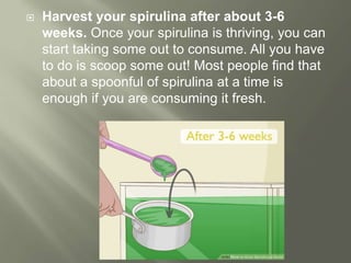  Harvest your spirulina after about 3-6
weeks. Once your spirulina is thriving, you can
start taking some out to consume. All you have
to do is scoop some out! Most people find that
about a spoonful of spirulina at a time is
enough if you are consuming it fresh.
 