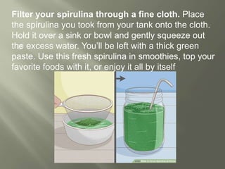 
Filter your spirulina through a fine cloth. Place
the spirulina you took from your tank onto the cloth.
Hold it over a sink or bowl and gently squeeze out
the excess water. You’ll be left with a thick green
paste. Use this fresh spirulina in smoothies, top your
favorite foods with it, or enjoy it all by itself
 