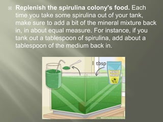  Replenish the spirulina colony's food. Each
time you take some spirulina out of your tank,
make sure to add a bit of the mineral mixture back
in, in about equal measure. For instance, if you
tank out a tablespoon of spirulina, add about a
tablespoon of the medium back in.
 