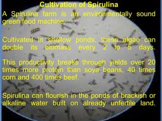 Cultivation of Spirulina
A Spirulina farm is an environmentally sound
green food machine.
Cultivated in shallow ponds, these algae can
double its biomass every 2 to 5 days.
This productivity breaks through yields over 20
times more protein than soya beans, 40 times
corn and 400 times beef.
Spirulina can flourish in the ponds of brackish or
alkaline water built on already unfertile land.
 