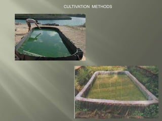 CULTIVATION METHODS
 