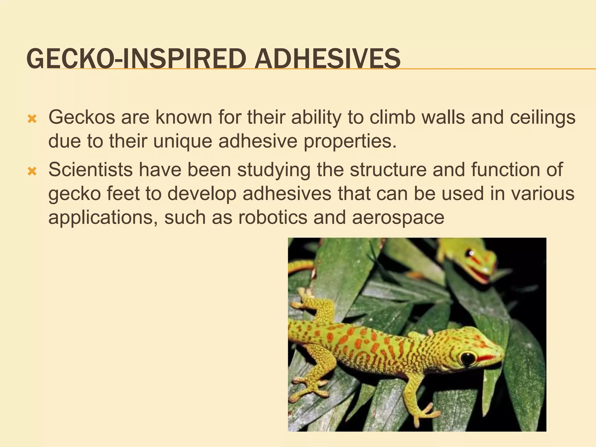 GECKO-INSPIRED ADHESIVES
 Geckos are known for their ability to climb walls and ceilings
due to their unique adhesive properties.
 Scientists have been studying the structure and function of
gecko feet to develop adhesives that can be used in various
applications, such as robotics and aerospace
 