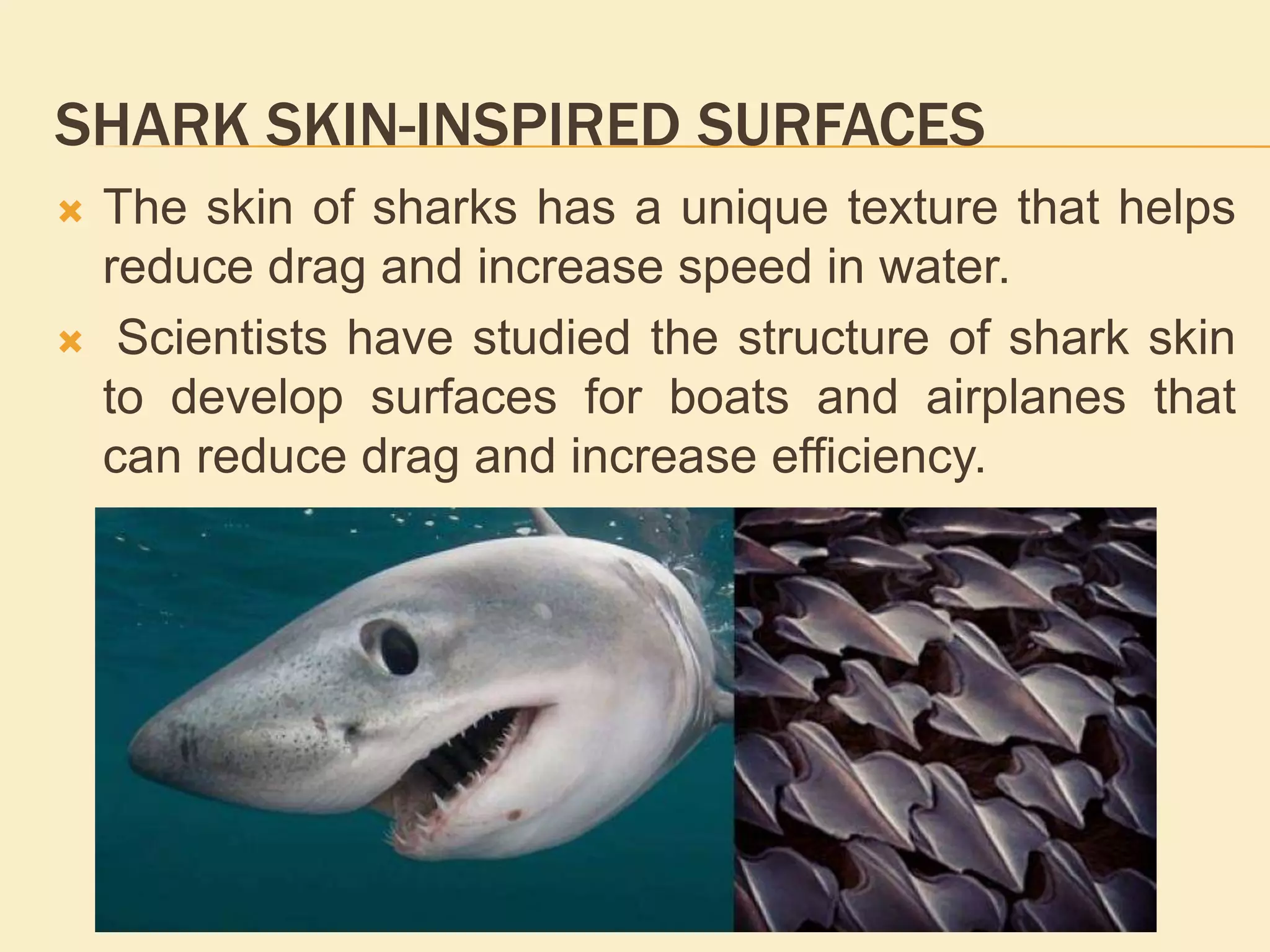 SHARK SKIN-INSPIRED SURFACES
 The skin of sharks has a unique texture that helps
reduce drag and increase speed in water.
 Scientists have studied the structure of shark skin
to develop surfaces for boats and airplanes that
can reduce drag and increase efficiency.
 