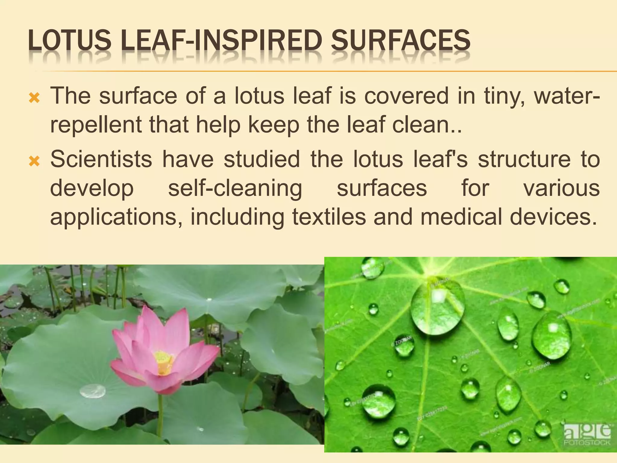 LOTUS LEAF-INSPIRED SURFACES
 The surface of a lotus leaf is covered in tiny, water-
repellent that help keep the leaf clean..
 Scientists have studied the lotus leaf's structure to
develop self-cleaning surfaces for various
applications, including textiles and medical devices.
 