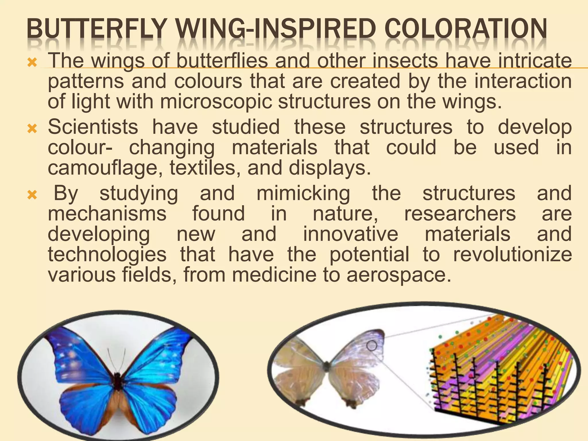 BUTTERFLY WING-INSPIRED COLORATION
 The wings of butterflies and other insects have intricate
patterns and colours that are created by the interaction
of light with microscopic structures on the wings.
 Scientists have studied these structures to develop
colour- changing materials that could be used in
camouflage, textiles, and displays.
 By studying and mimicking the structures and
mechanisms found in nature, researchers are
developing new and innovative materials and
technologies that have the potential to revolutionize
various fields, from medicine to aerospace.
 