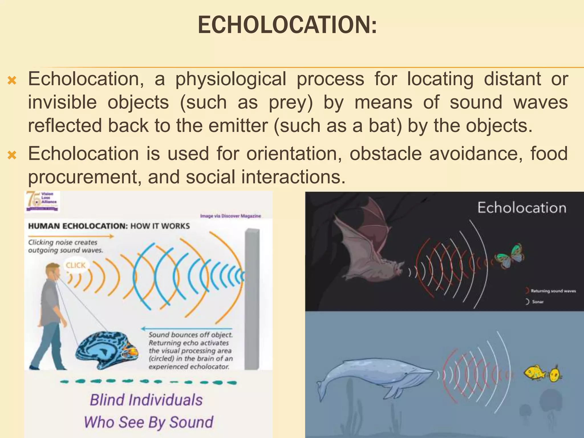 ECHOLOCATION:
 Echolocation, a physiological process for locating distant or
invisible objects (such as prey) by means of sound waves
reflected back to the emitter (such as a bat) by the objects.
 Echolocation is used for orientation, obstacle avoidance, food
procurement, and social interactions.
 