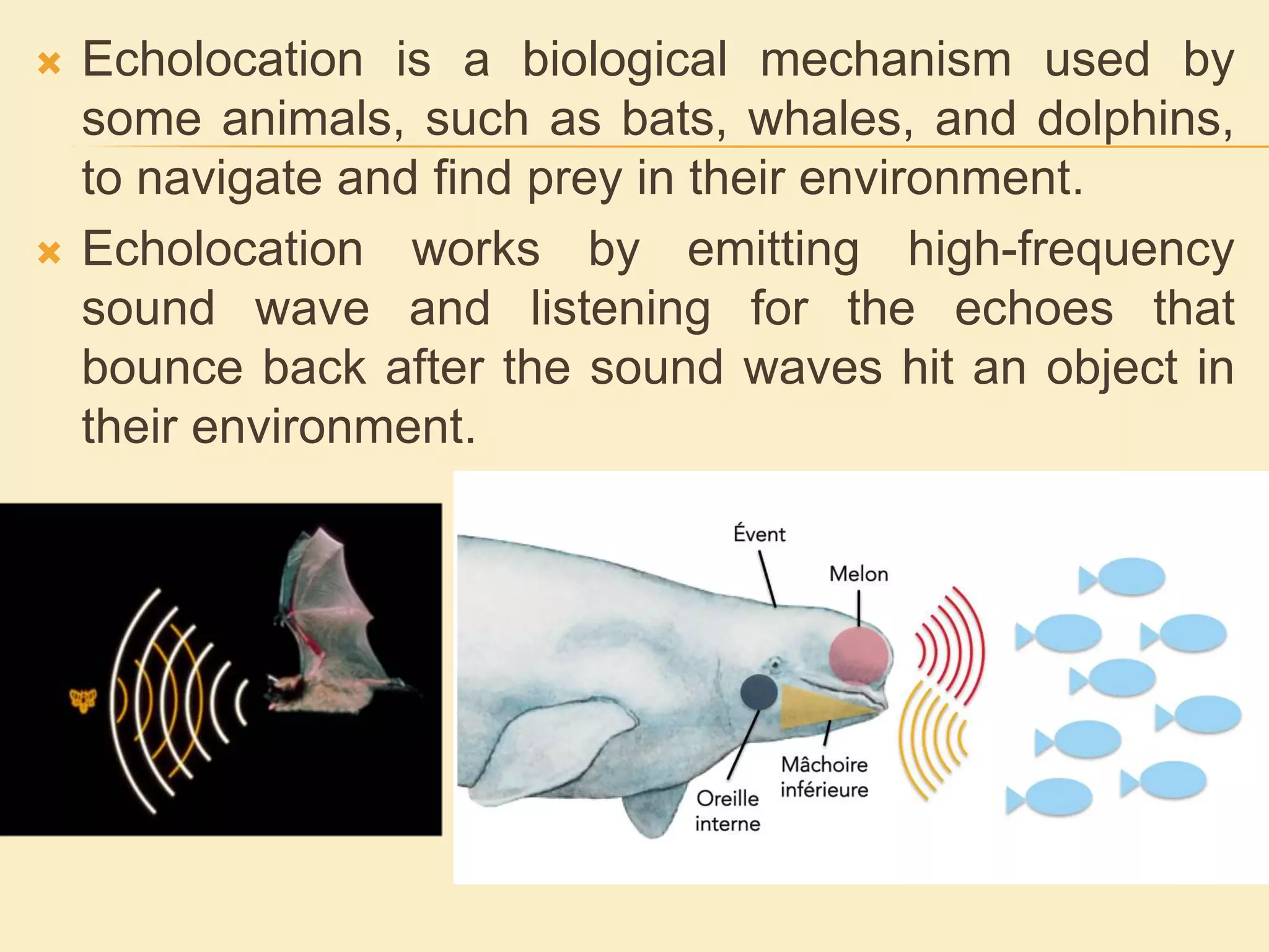  Echolocation is a biological mechanism used by
some animals, such as bats, whales, and dolphins,
to navigate and find prey in their environment.
 Echolocation works by emitting high-frequency
sound wave and listening for the echoes that
bounce back after the sound waves hit an object in
their environment.
 