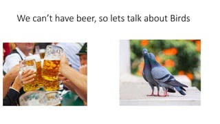 We can’t have beer, so lets talk about Birds
 