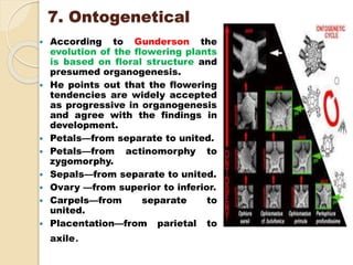 7. Ontogenetical
 According to Gunderson the
evolution of the flowering plants
is based on floral structure and
presumed organogenesis.
 He points out that the flowering
tendencies are widely accepted
as progressive in organogenesis
and agree with the findings in
development.
 Petals—from separate to united.
 Petals—from actinomorphy to
zygomorphy.
 Sepals—from separate to united.
 Ovary —from superior to inferior.
 Carpels—from separate to
united.
 Placentation—from parietal to
axile.
 