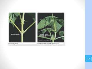 plant growth hormones(auxin and cytokinin) | PPTX