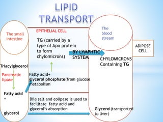 The small
intestine
Triacylglycerol
Fatty acid
+
glycerol
Pancreatic
lipase
Glycerol(transported
to liver)
TG (carried by a
type of Apo protein
to form
chylomicrons)
The
blood
stream
ADIPOSE
CELL
Bile salt and colipase is used to
facilitate fatty acid and
glycerol’s absorption
Fatty acid+
glycerol phosphate(from glucose
metabolism
EPITHELIAL CELL
CHYLOMICRONS
Containing TG
BY LYMPHTIC
SYSTEM
 