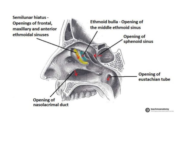 Ductus nasolacrimalis traumas