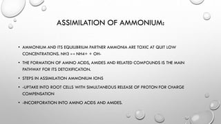 ASSIMILATION OF AMMONIUM:
• AMMONIUM AND ITS EQUILIBRIUM PARTNER AMMONIA ARE TOXIC AT QUIT LOW
CONCENTRATIONS. NH3 ↔ NH4+ + OH-
• THE FORMATION OF AMINO ACIDS, AMIDES AND RELATED COMPOUNDS IS THE MAIN
PATHWAY FOR ITS DETOXIFICATION.
• STEPS IN ASSIMILATION AMMONIUM IONS
• -UPTAKE INTO ROOT CELLS WITH SIMULTANEOUS RELEASE OF PROTON FOR CHARGE
COMPENSATION
• -INCORPORATION INTO AMINO ACIDS AND AMIDES.
 