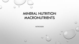 MINERAL NUTRITION
MACRONUTRIENTS
NITROGEN
 