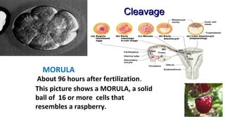 pregnancy and homoeopathic management | PPS