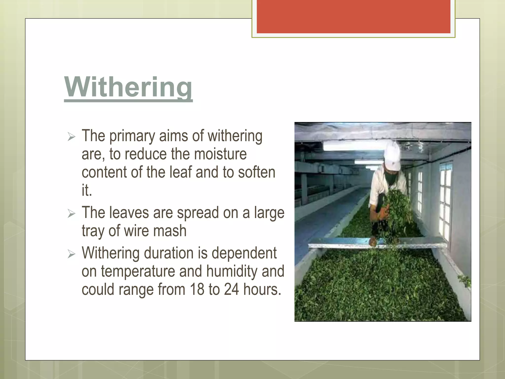 Withering
 The primary aims of withering
are, to reduce the moisture
content of the leaf and to soften
it.
 The leaves are spread on a large
tray of wire mash
 Withering duration is dependent
on temperature and humidity and
could range from 18 to 24 hours.
 