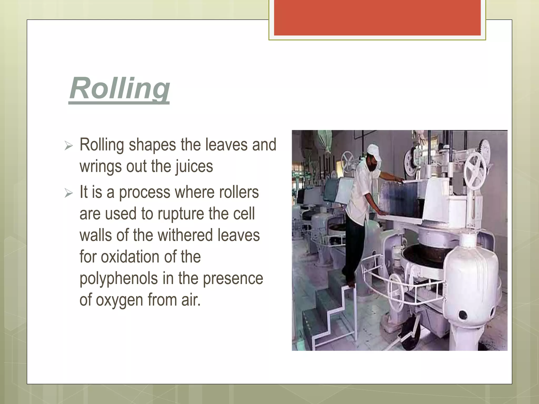 Rolling
 Rolling shapes the leaves and
wrings out the juices
 It is a process where rollers
are used to rupture the cell
walls of the withered leaves
for oxidation of the
polyphenols in the presence
of oxygen from air.
 
