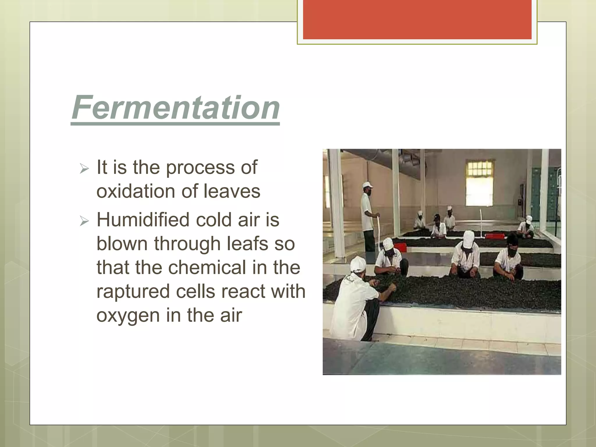 Fermentation
 It is the process of
oxidation of leaves
 Humidified cold air is
blown through leafs so
that the chemical in the
raptured cells react with
oxygen in the air
 