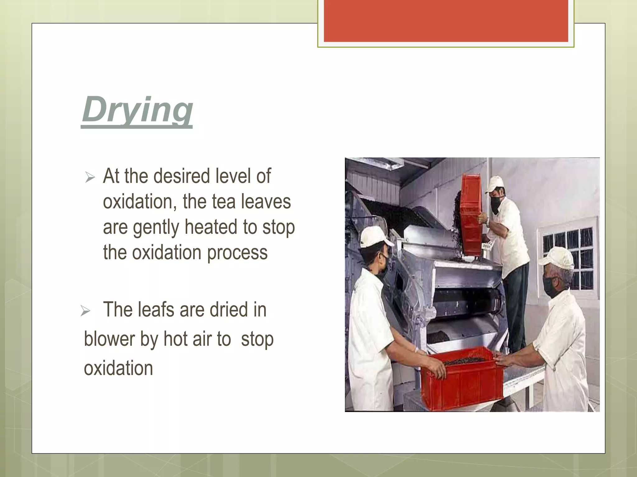 Drying
 At the desired level of
oxidation, the tea leaves
are gently heated to stop
the oxidation process
 The leafs are dried in
blower by hot air to stop
oxidation
 