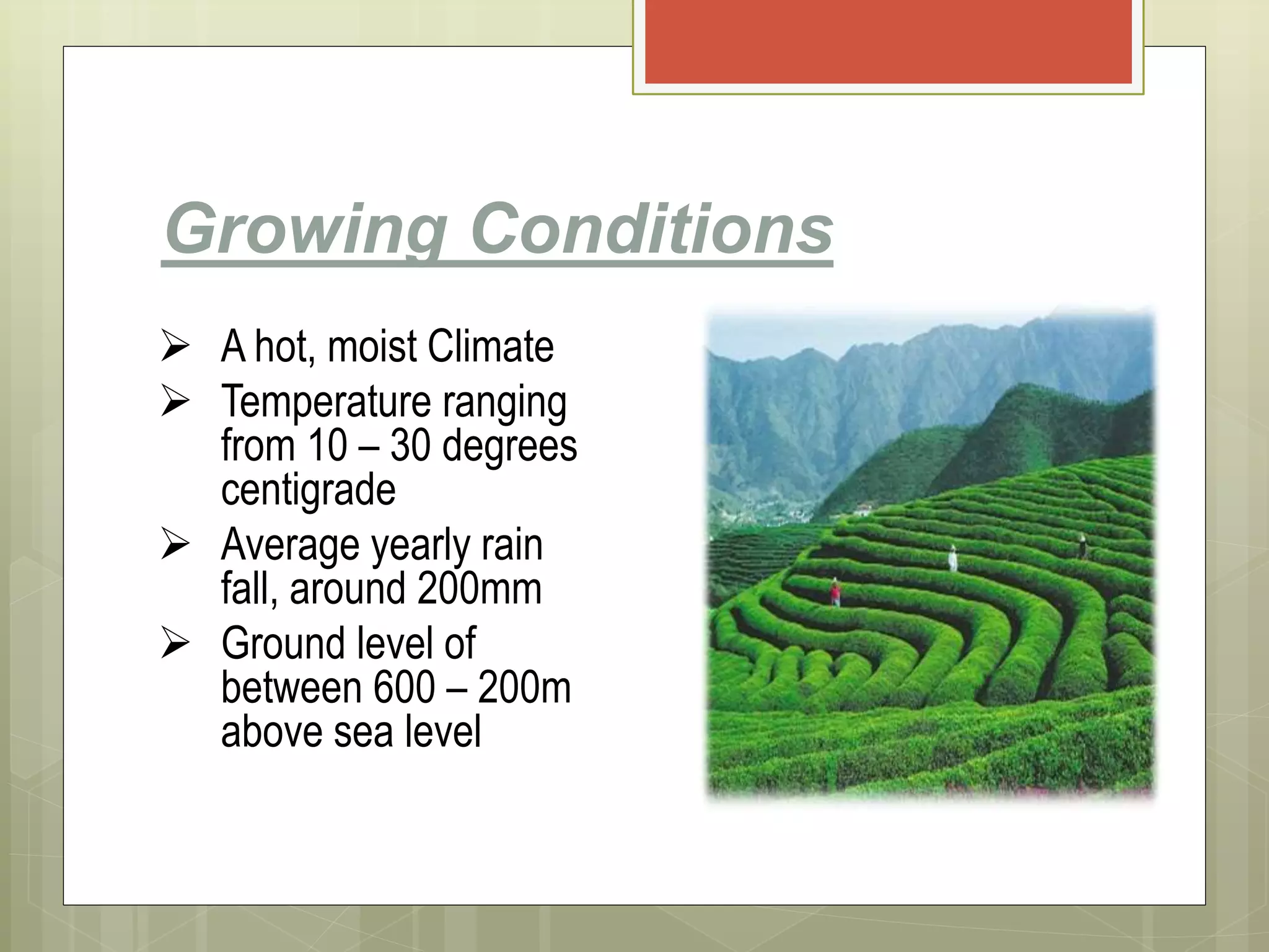 Growing Conditions
 A hot, moist Climate
 Temperature ranging
from 10 – 30 degrees
centigrade
 Average yearly rain
fall, around 200mm
 Ground level of
between 600 – 200m
above sea level
 
