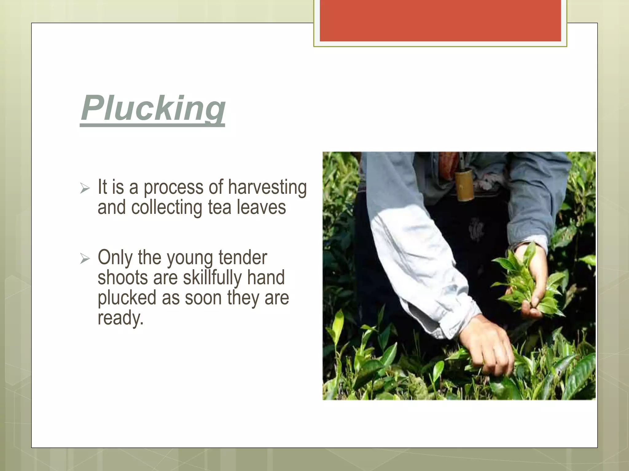 Plucking
 It is a process of harvesting
and collecting tea leaves
 Only the young tender
shoots are skillfully hand
plucked as soon they are
ready.
 