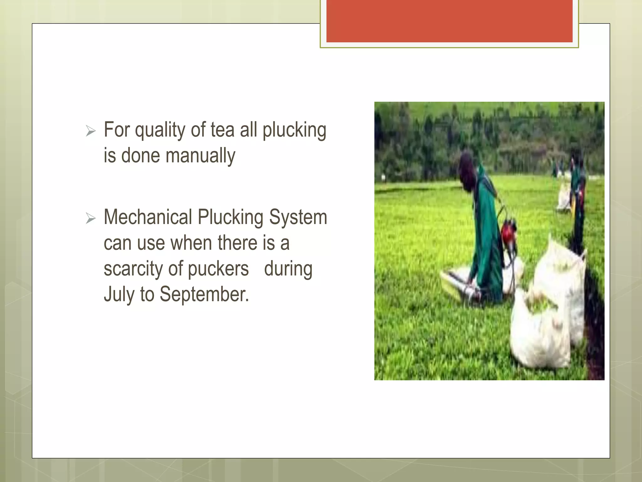  For quality of tea all plucking
is done manually
 Mechanical Plucking System
can use when there is a
scarcity of puckers during
July to September.
 