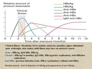 Window period : End of detection of HBsAg and appearance of anti HBsAg…
Clinical illness : Headache, fever, malaise, anorexia, jaundice, upper abdominal
pain arthralgia, skin rashes; mild illness may have an anicteric course
Acute : HBsAg, IgM-HBc, HBeAg
Chronic : HBsAg(>6 months), IgG-HBc, HBeAg(active replication), Anti-HBe(low
replication)
Anti-HBs : previous infection (Anti- HBc); vaccination ( without Anti-HBc).
 