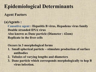 Epidemiological Determinants
Agent Factors
(a)Agents :
Causative agent : Hepatitis B virus, Hepadena virus family
Double stranded DNA virus
Also known as Dane particle (Diameter : 42nm)
Replicate in the liver cells
Occurs in 3 morphological forms
1. Small spherical particle – stimulate production of surface
antibodies
2. Tubules of varying lengths and diameters
3. Dane particle which corresponds morphologically to hep B
virus infection.
 