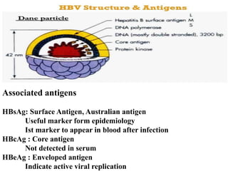 Associated antigens
HBsAg: Surface Antigen, Australian antigen
Useful marker form epidemiology
Ist marker to appear in blood after infection
HBcAg : Core antigen
Not detected in serum
HBeAg : Enveloped antigen
Indicate active viral replication
 