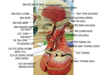 Mô hình mũi và cơ quan khứu giác